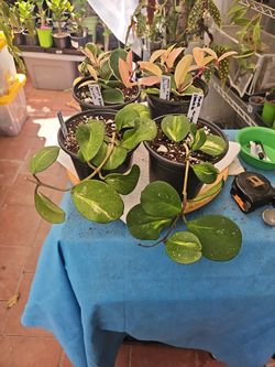 Hoya Ovabata Variegated