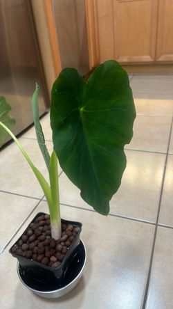 COLOCASIA ELEPHANT EAR