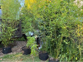 Bamboo