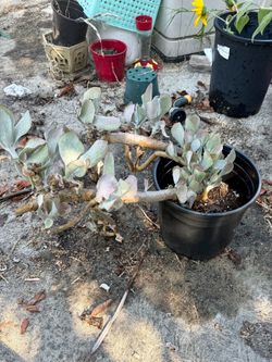 Large Mature Kalanchoe Succulent – Woody Branching, Silver Leaves 🌿