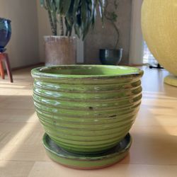 Plant Pots and Plant