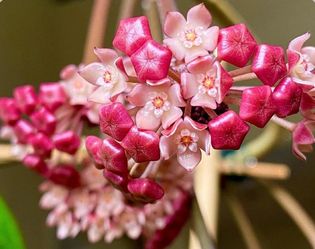 Hoya Sarawak Borneo