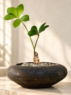 ~ 12” Tall Zamia Furfuracea With Butterfly Shaped Leaves (Handmade Planter Included) ‘Local LA Seller’