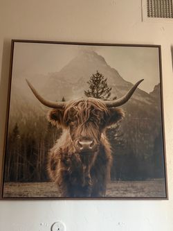 Cow picture