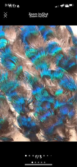 Peacock feather lot