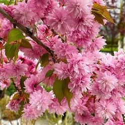 Kwanzan Cherry Tree