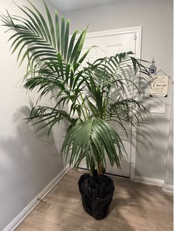 Kentia Palm Tree