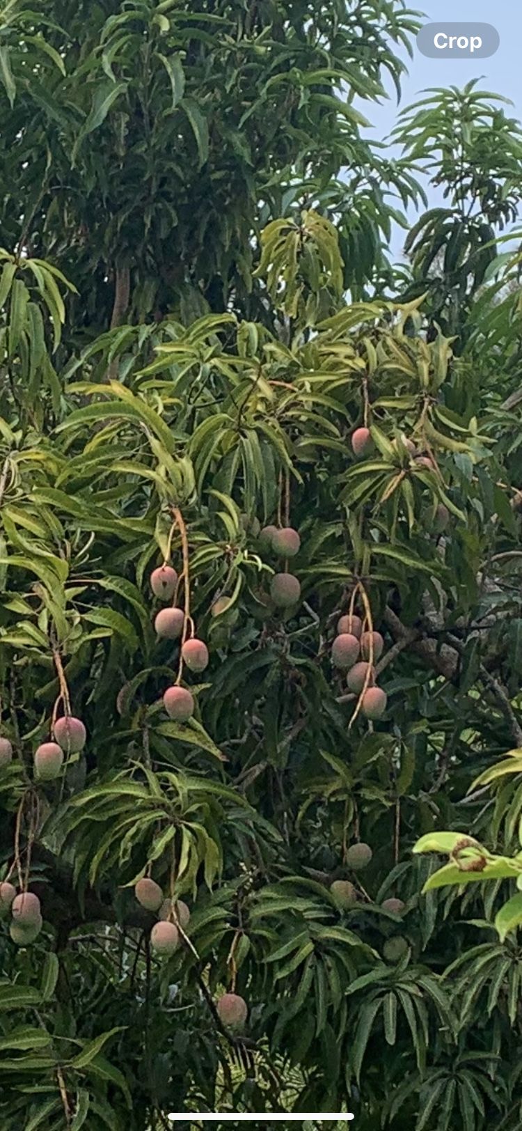 Florida mangoes no hair strings ORGANiC