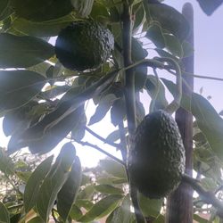 Fruit Trees