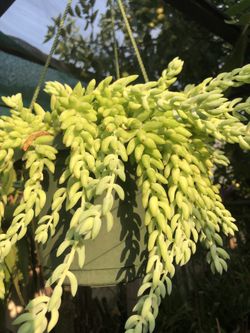 Donkey’s Tail Or Sedum Morganianum