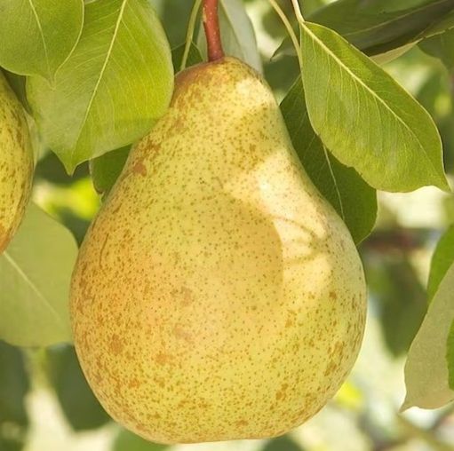 Pear & Nectarine & Apple & Apricut & Peach Trees