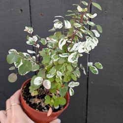 Snow Bush Plant 4" Pot - Indoor House Plants 