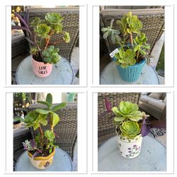 Pretty Succulent Planters