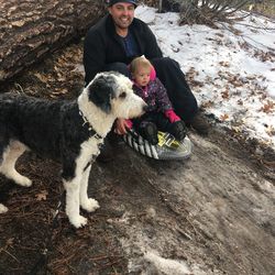 Doodle Boarding & Care