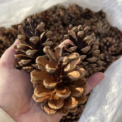 Pine Cones 