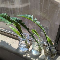 Philodendron Ring of Fire