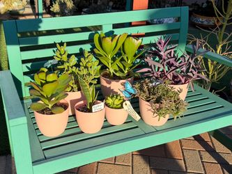 A Variety of Succulent Plants in New Pink Plastic Pots