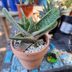 Plant sale $5 Each. This week  In San Lorenzo CONTACT ME