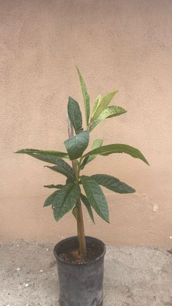 Nispero / Loquats