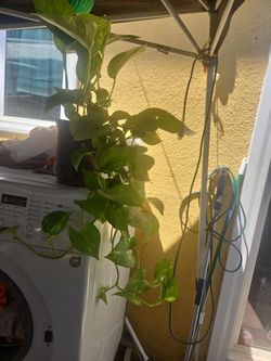 Planta real