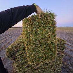 Beautiful FRESH saint Agustine Sod 