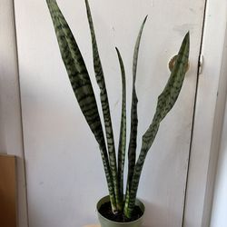 Snake plant