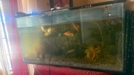 Fish tank