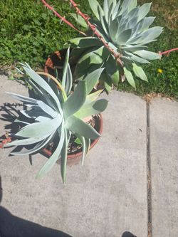 Beautiful succulent plants
