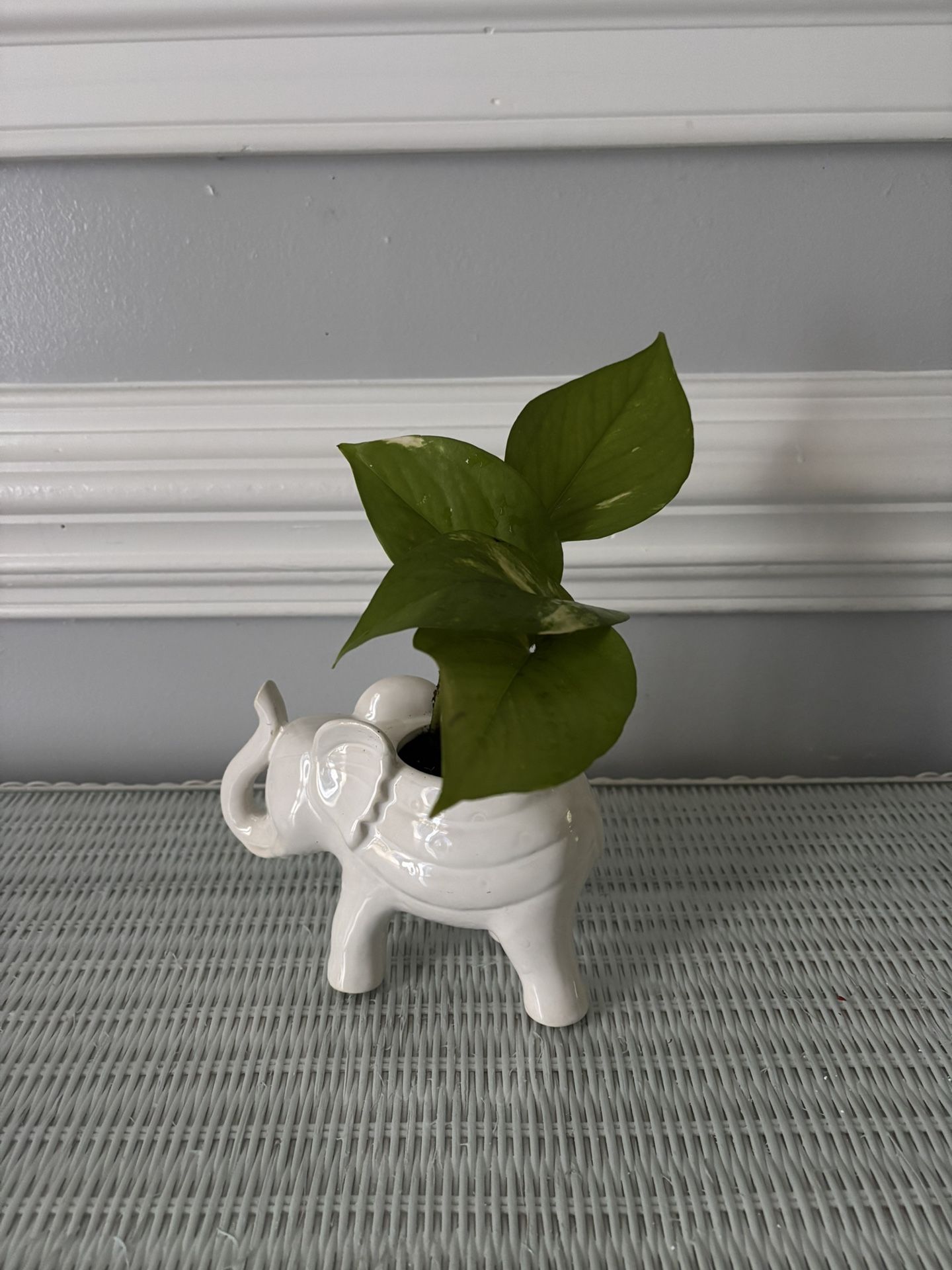 Small Plant