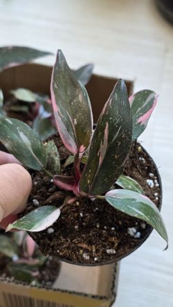 Philodendron Pink Princess 