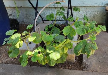 Geranium Plant - RED