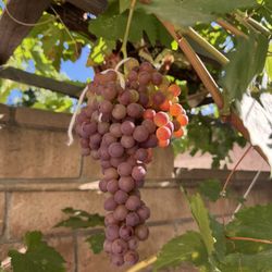 Grapes Plants Red Seedless 25$ Each 