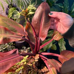 mccallum plildendron Prince Of Orange Green Foliage plant