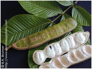 Vanilla Ice Cream Bean Tree