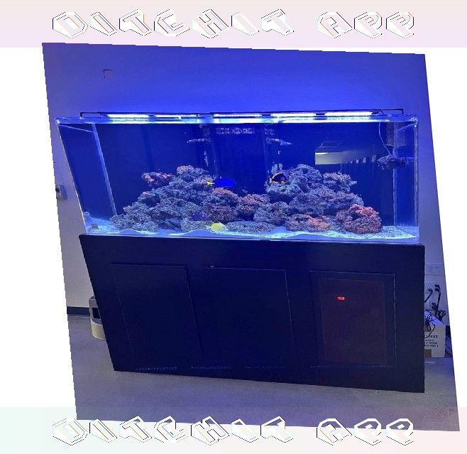 Top-Grade Aquarium Setup - Premium Quality Standard evening network