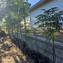 Blue Palo Verde Tree's