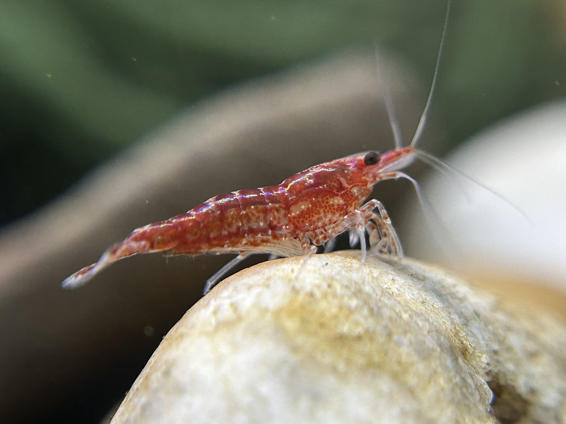 Cherry Shrimp Aquarium Decor