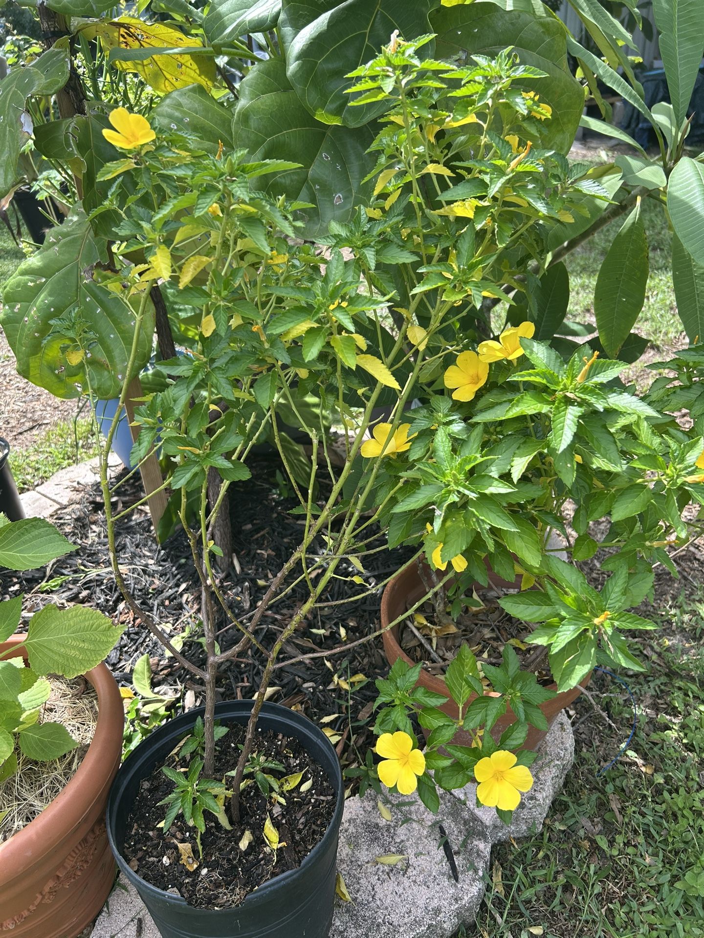 Butter Cup Plants 