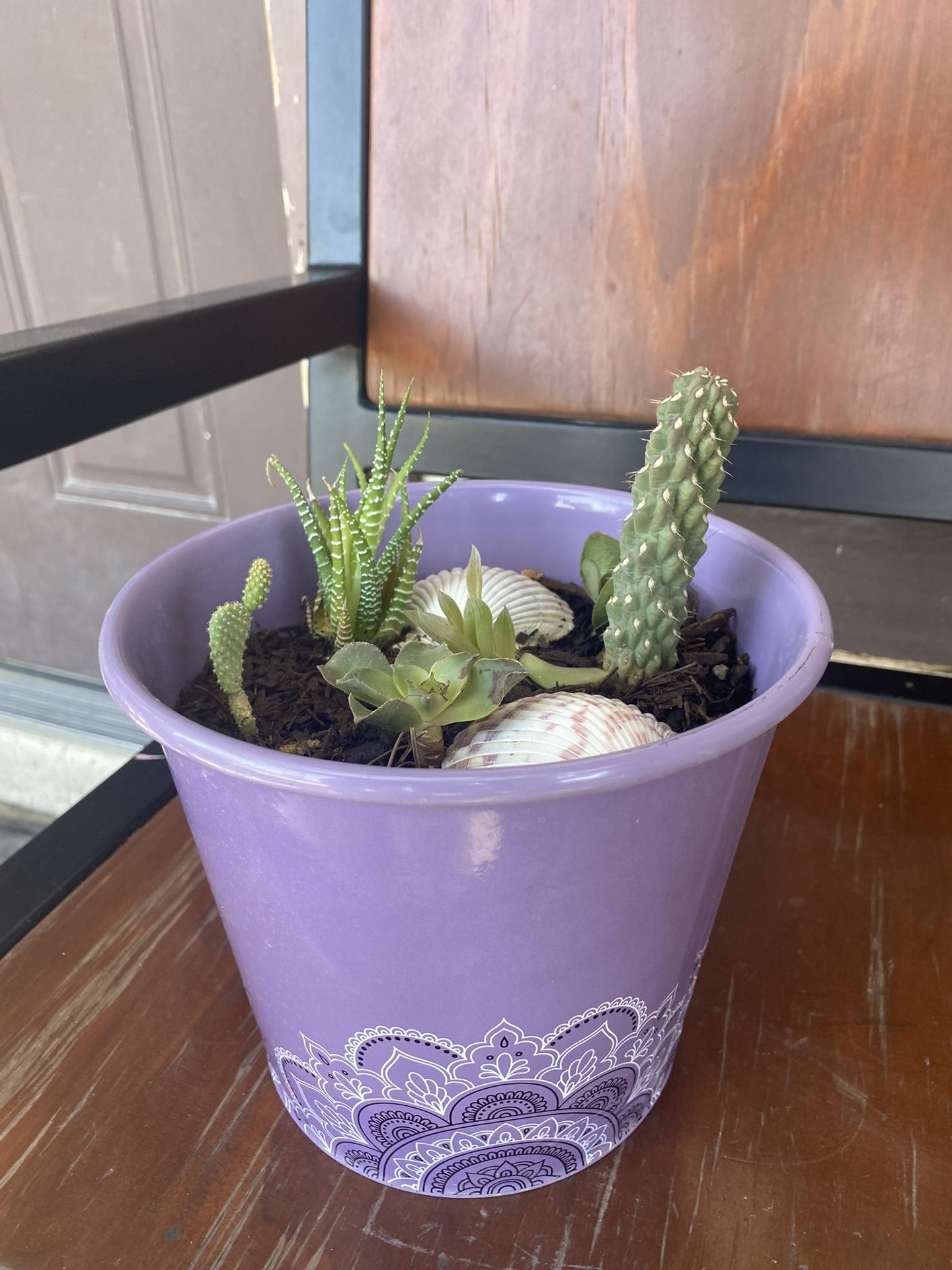 Purple Succulent Arragment  