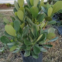 podocarpus  Only $6.50 all sizes  available  Instant Privacy Hedge For Fence Green Full 