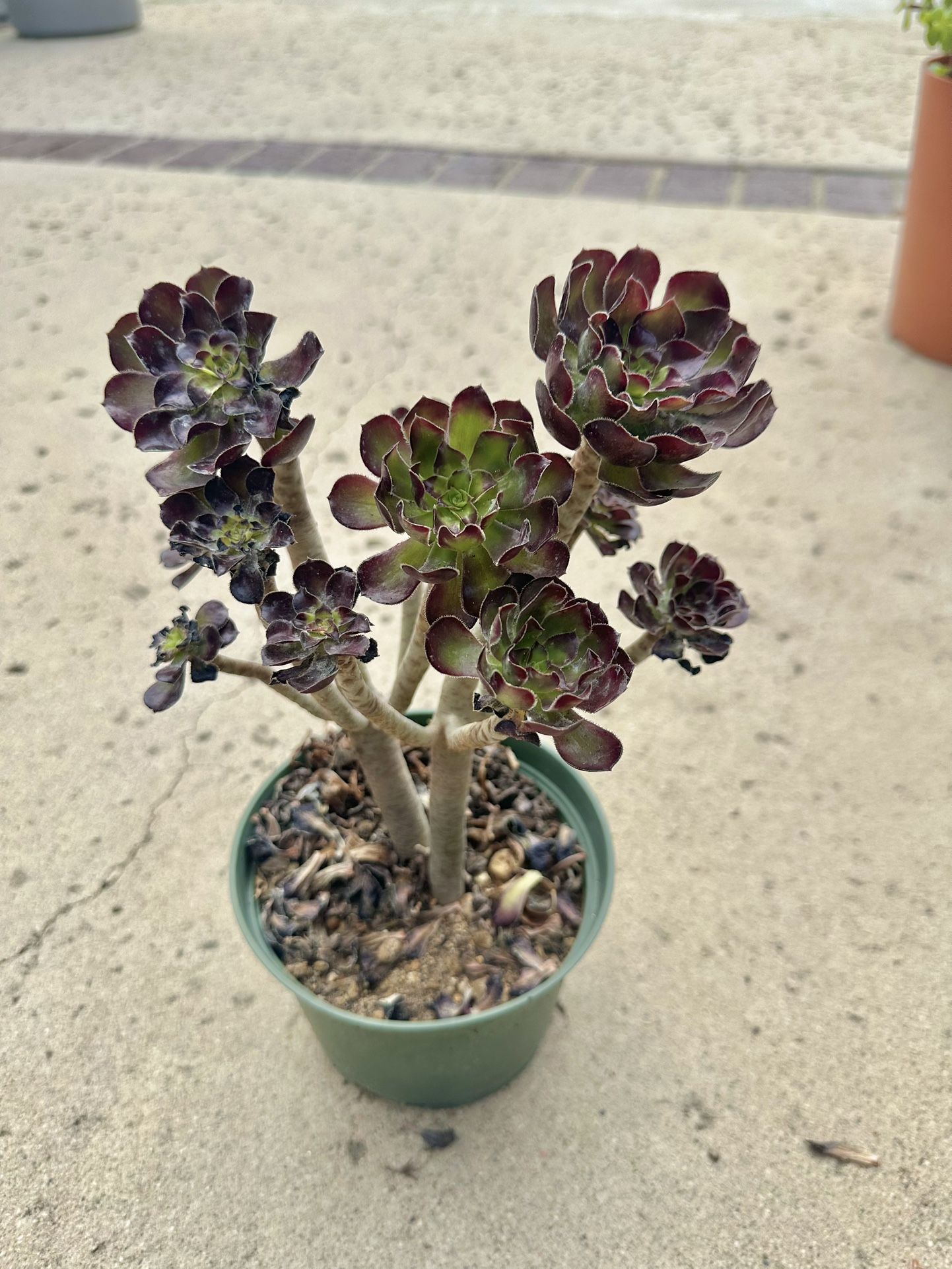 Beautiful Succulents