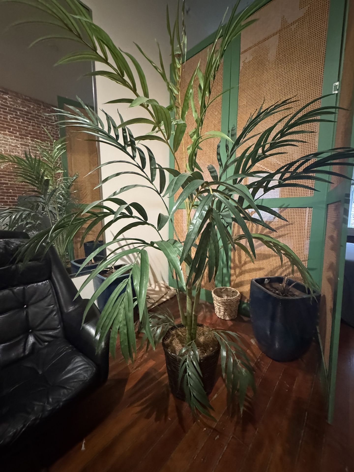 Plant Palm Tree