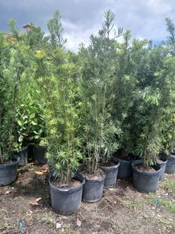 Podocarpus overgrown 6'ft $26
