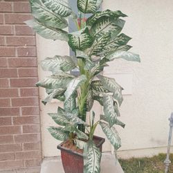 Fake Plant