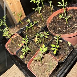 Moringa seedlings
