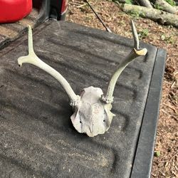 Antlers