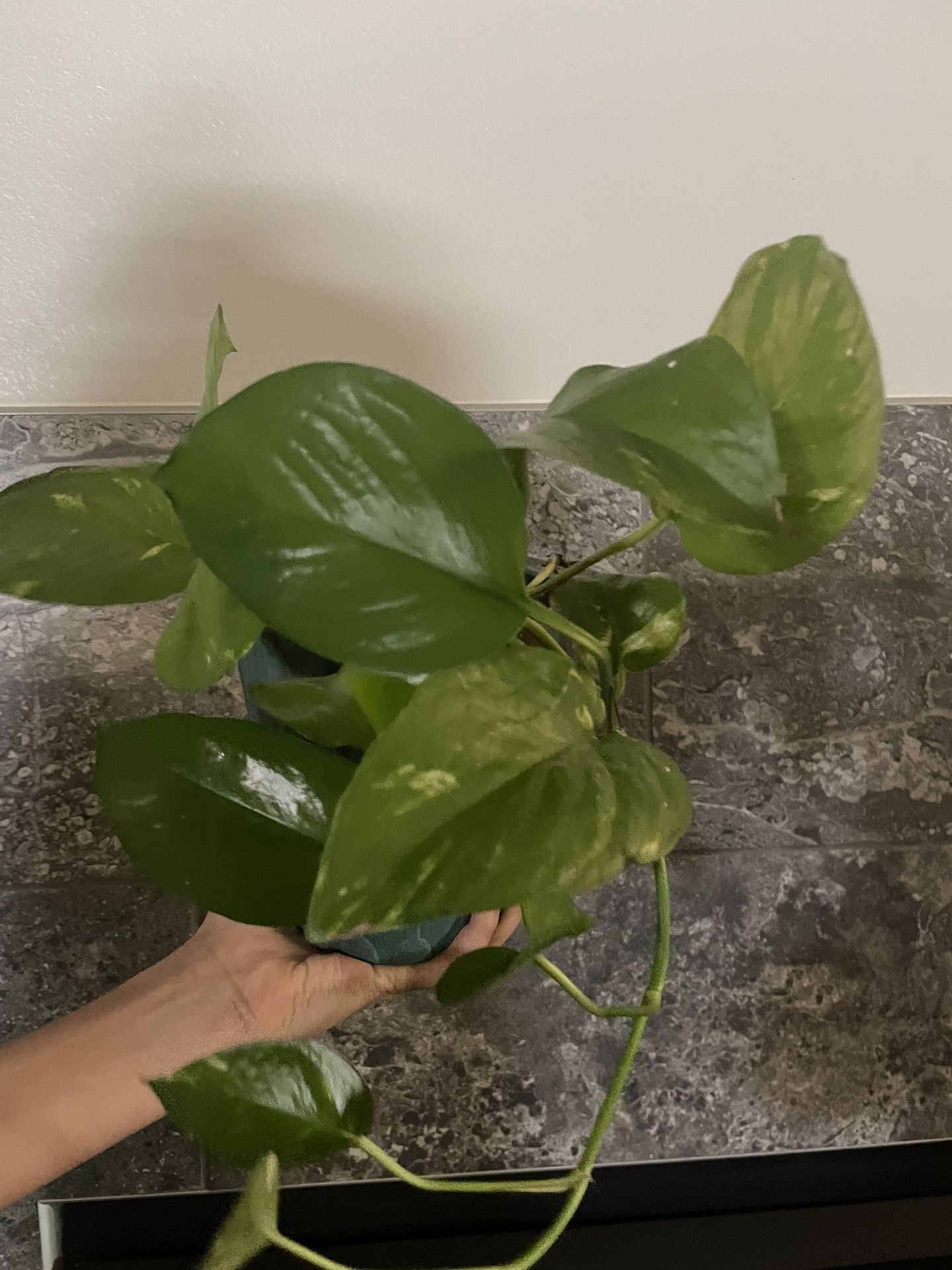 PHOTOS / Telefono Natural Plant With Pot