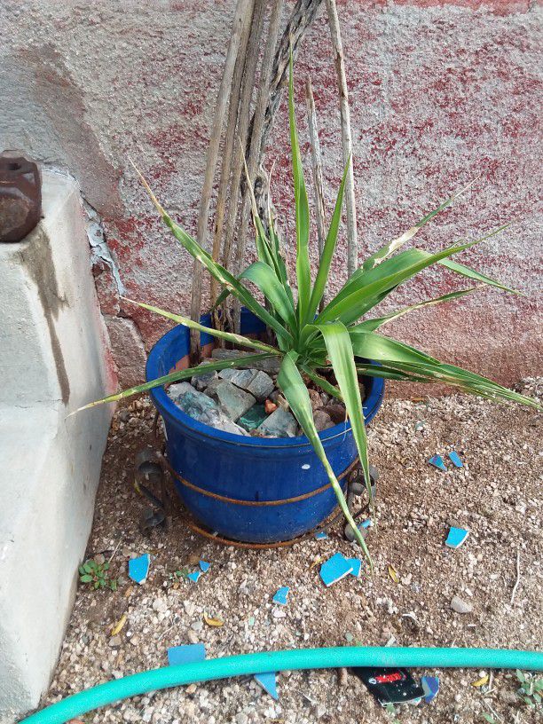 Yucca Plant In Ceramic Blue Pot With Cactus Skeletons And Native Green And Red Rocks