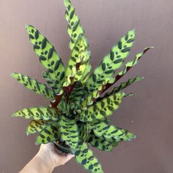 Calathea Rattlesnake In 6” Pot 