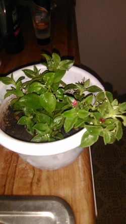 Succulent ivy plant